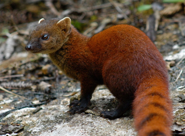 15 странных, но замечательных существ, обитающих на Мадагаскаре