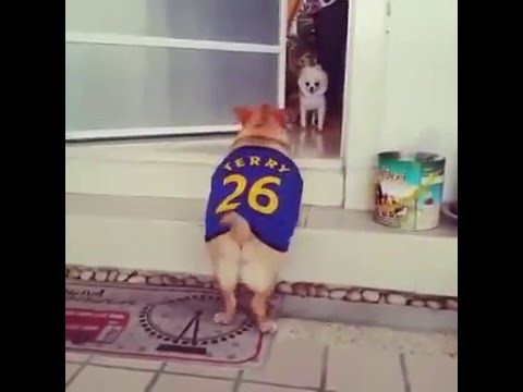 Толстые собаки, пытаясь подняться по лестнице