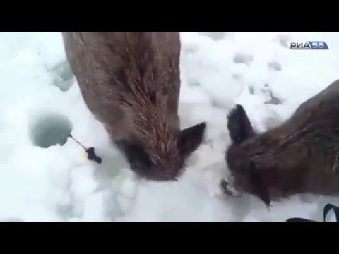 Кабаны вышли к рыбакам и съели всю их рыбу