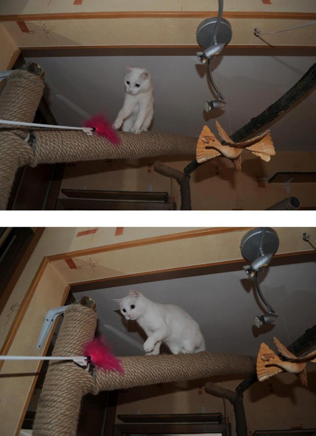 Хотел срукожопить когтеточку, а получилось ?