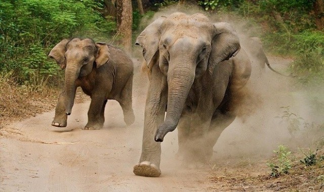 Пьяные слоны в Индии разнесли деревушку!