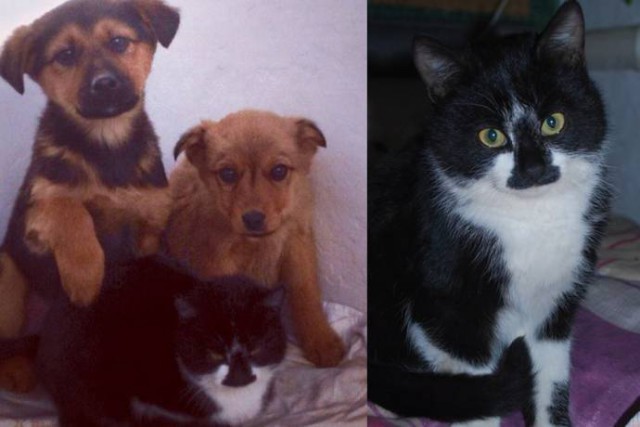 В Анапе кот кормил мышами брошенных щенков