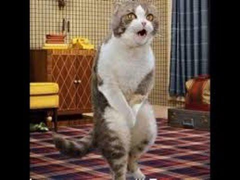 Кошки. Самые прикольные моменты