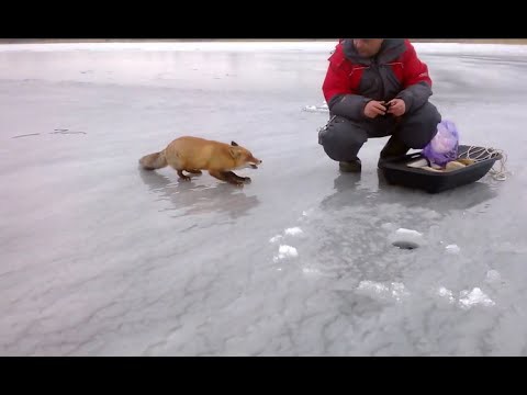 Рыжая на рыбалке