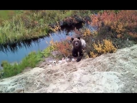 Потапыч и бессмертные строители