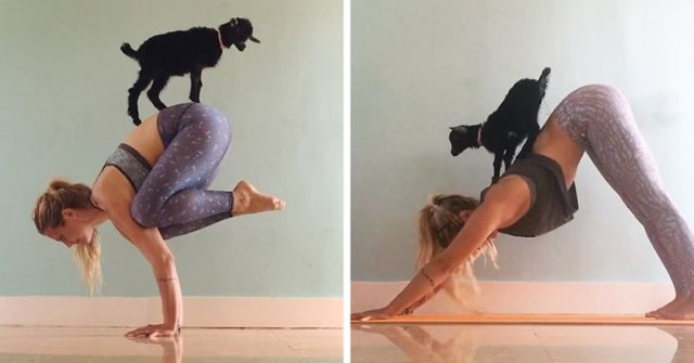 Эта девушка и ее козочка самые очаровательные в мире партнеры по йоге