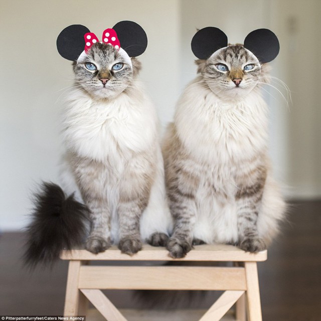 Фотографии которые поднимают настроение