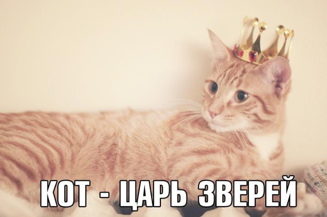 Подборка приколов с котами