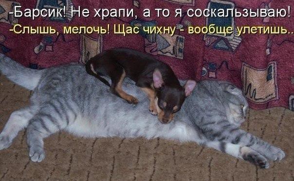Приколы с братьями меньшими