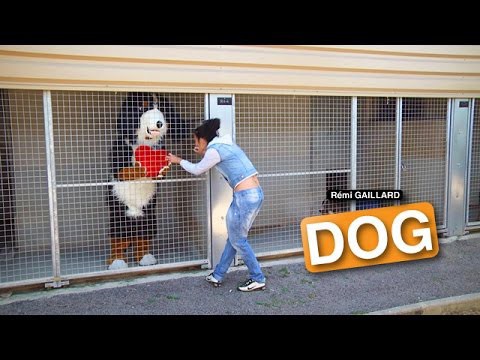 Собака (REMI GAILLARD) 