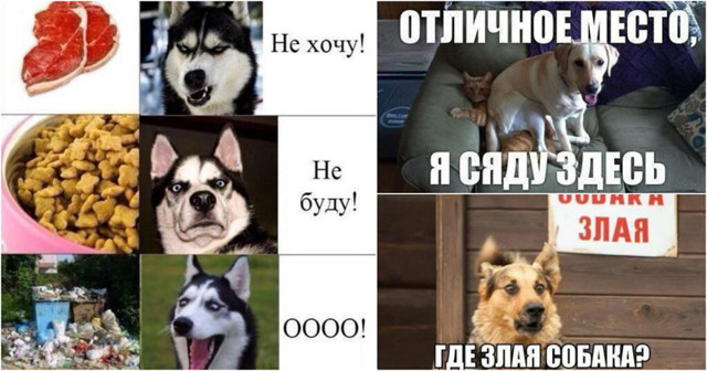 Истинные желания собак не поддаются никакой логике!