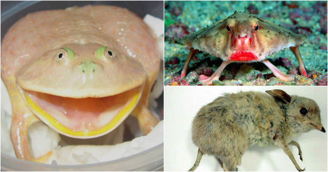 За что ученые так смешно обозвали этих животных?