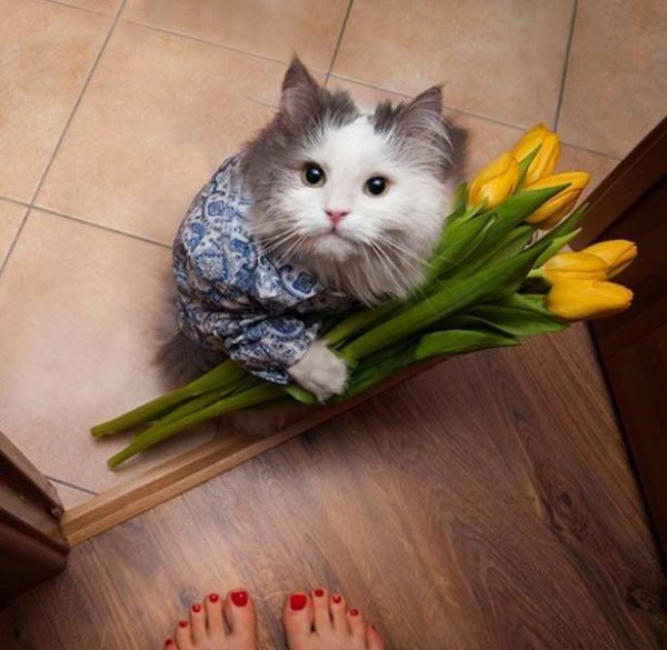 Веселые картинки