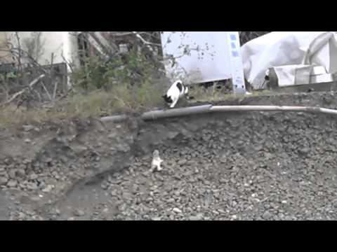  Кошка спасает своего котенка 