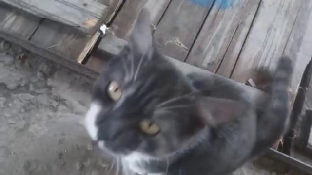 Котя