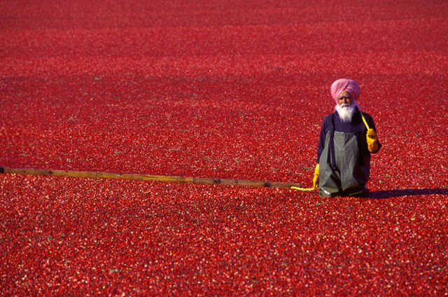 Клюквенные моря в Канаде
