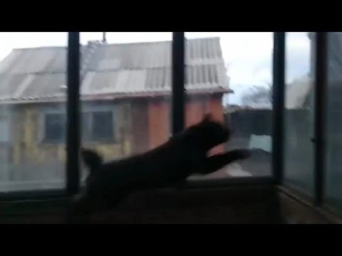 Кот ушел