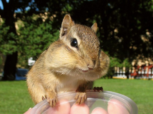 Бурундук по имени Скотина