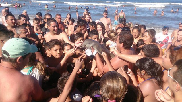 Детеныша дельфина убили туристы, которые хотели сделать с ним селфи