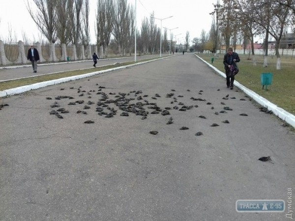 В Одесской области с неба замертво упала стая скворцов