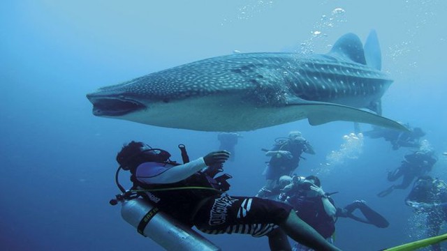 Аквалангист помог гигантской китовой акуле освободиться от рыболовной веревки 