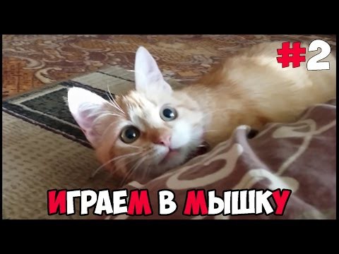 Веселая игра с умной кошечкой