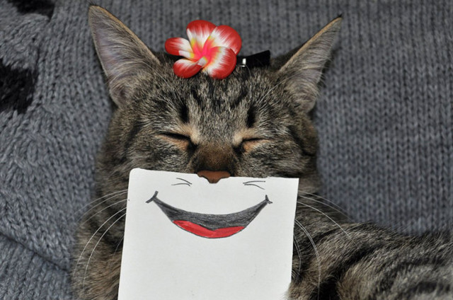 Чего не хватает котикам в Интернете? Конечно же, бумажных смайликов!