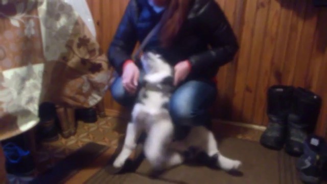 Хаски Кай соскучился / Husky Kai missed