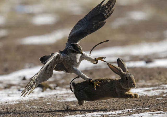 Охота с хищными птицами в Казахстане