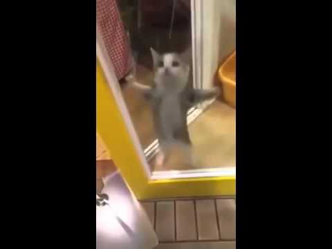 Самый милый котик на свете!