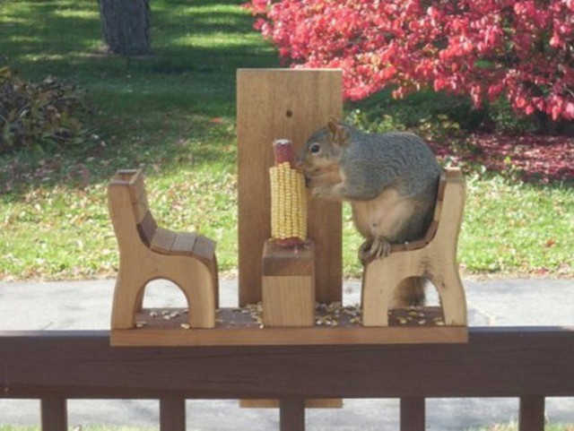 Необычные и забавные кормушки для белочек
