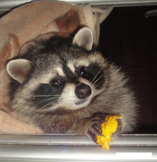 Одна жизнь одного енота