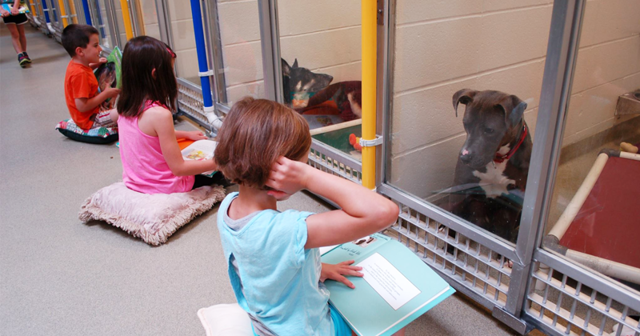 Дети успокаивают собак из приюта, читая им книги