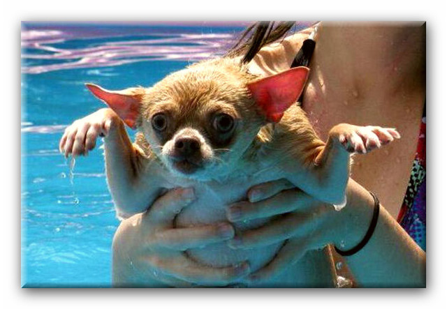 Водные процедуры друзей наших меньших!