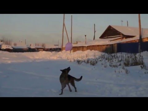 Как надолго занять собаку