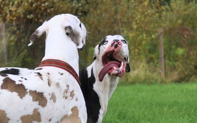 Немецкий дог Мутка: самый эмоциональный пёс в мире