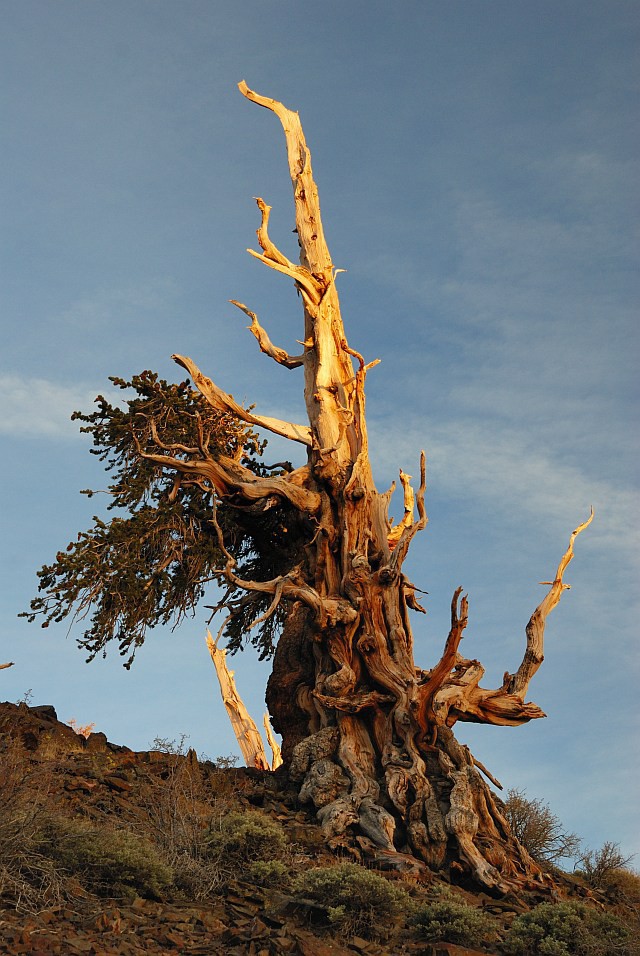 Самое старое из ныне живущих деревьев