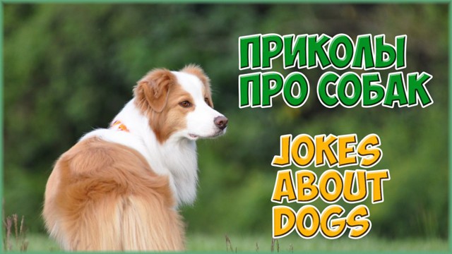 Смешные приколы с собаками!