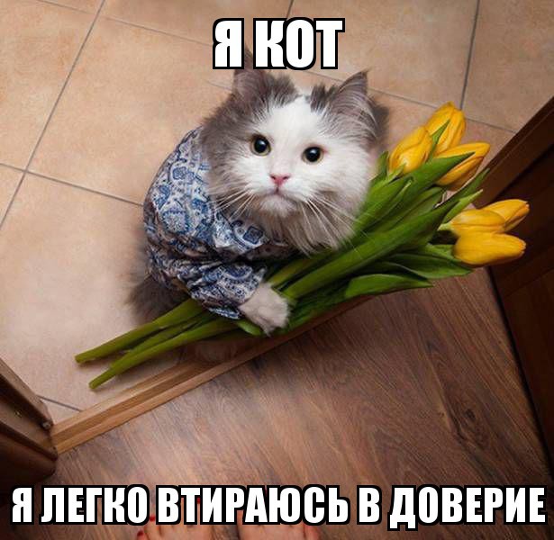 Котики правят Фишками!