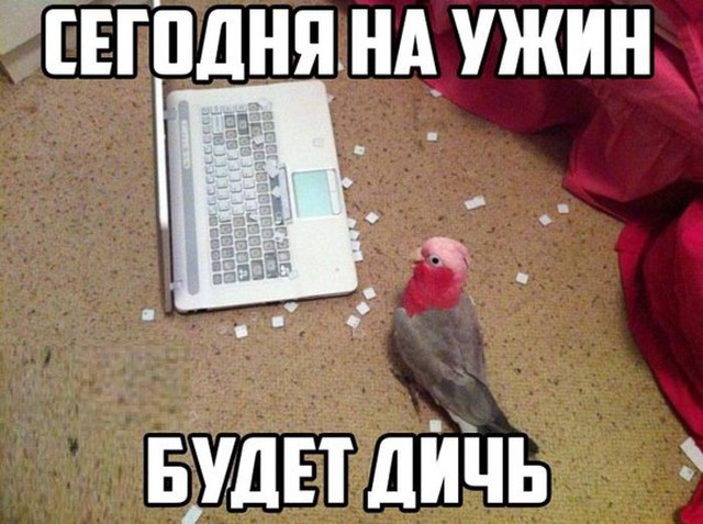 Прикольные картинки. Вечерний выпуск 