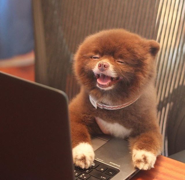 Померанский шпиц