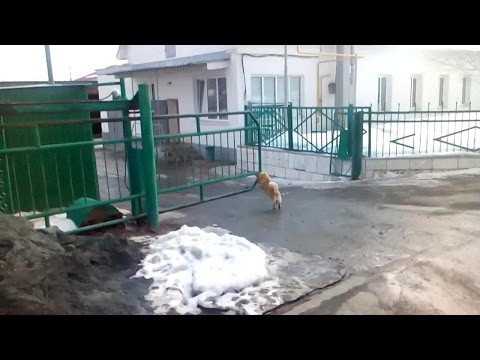 Страж ворот
