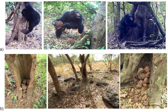 Шимпанзе в Африке придумали какого-то бога и ему молятся