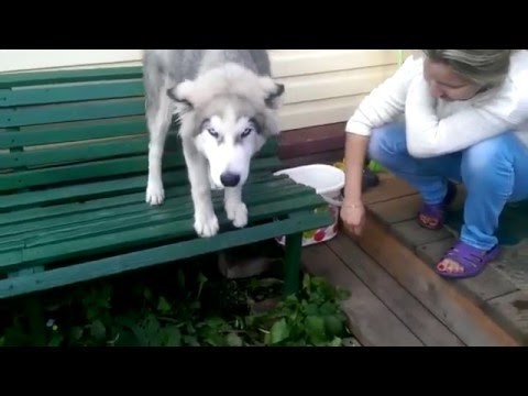 Хаски не хочет идти в вольер