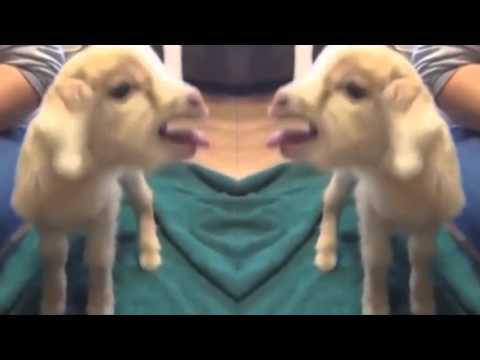 Животные издают странные звуки