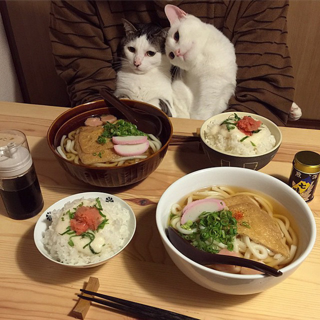 Кошки, которые всегда странно наблюдают за хозяевами, когда они едят