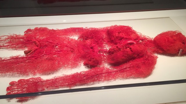 Невероятные факты о человеческом теле. Внутренние органы 