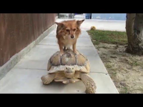 Собака на черепахе 