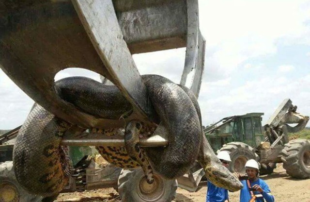 В Бразилии обнаружили гигантскую анаконду, вес которой почти 400 килограммов 