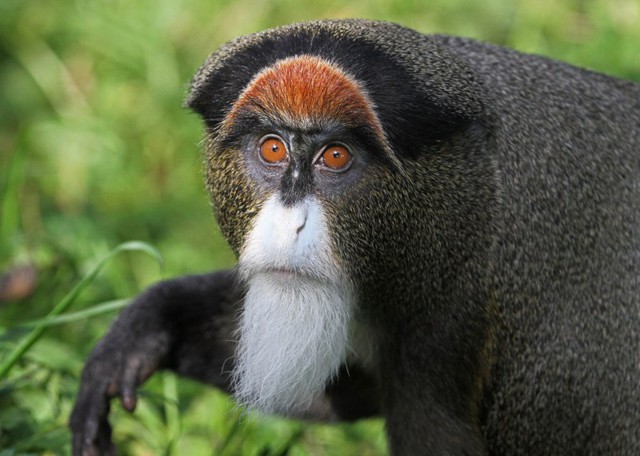 Мартышка Бразза (лат. Cercopithecus neglectus)